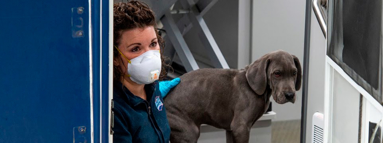 Un 38% de centros veterinarios ha solicitado un ERTE en España