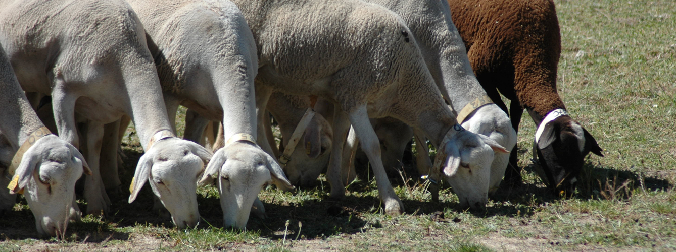 El número de animales afectados por estos cuatro nuevos focos de lengua azul asciende a 33 ovejas.