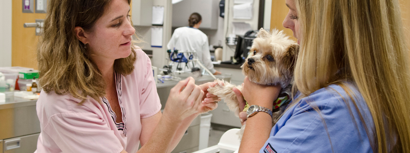 El 41% de los veterinarios llegan a cambiar su modo de trabajar a causa de las alergias.