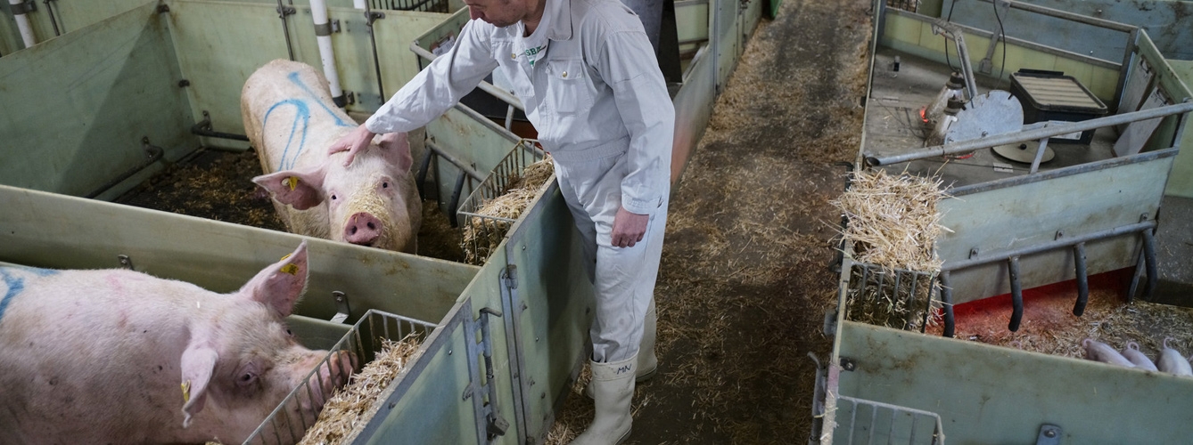 Científicos españoles evalúan alternativas eficaces a antibióticos en porcino