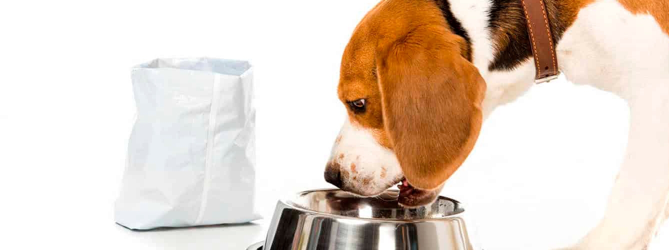Los beagle fueron una de las razas de perro que se estudiaron en la investigación.