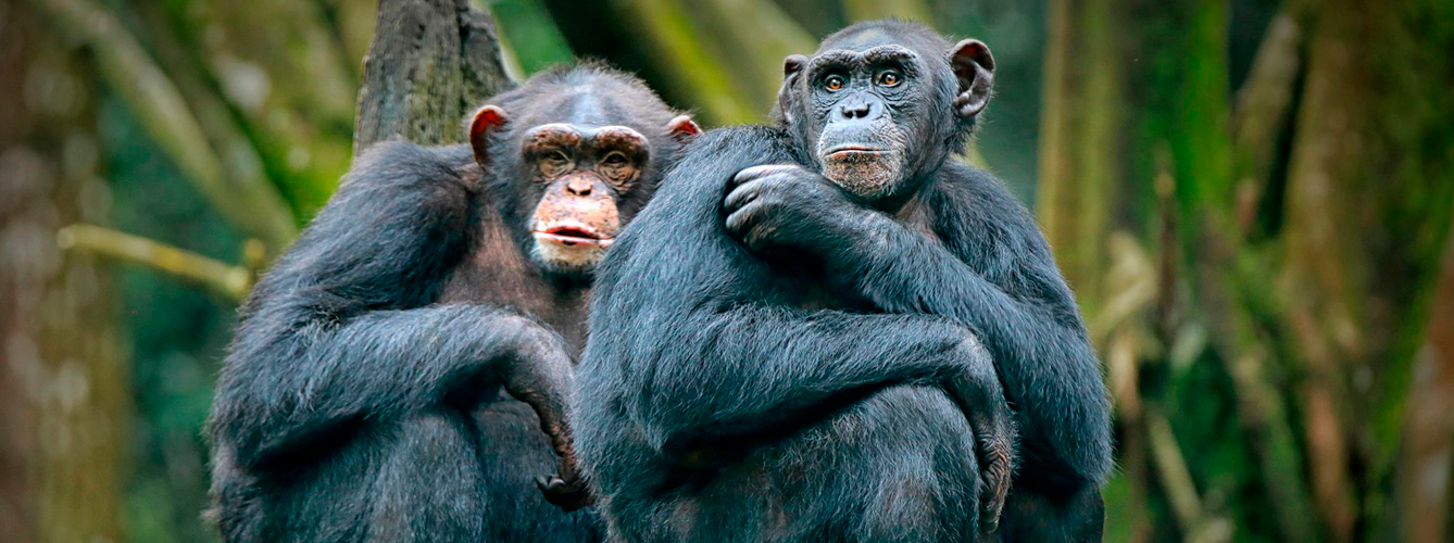 Los bonobos son una de las especies de grandes simios en peligro de extinción que podrían ser susceptibles al SARS-CoV-2.