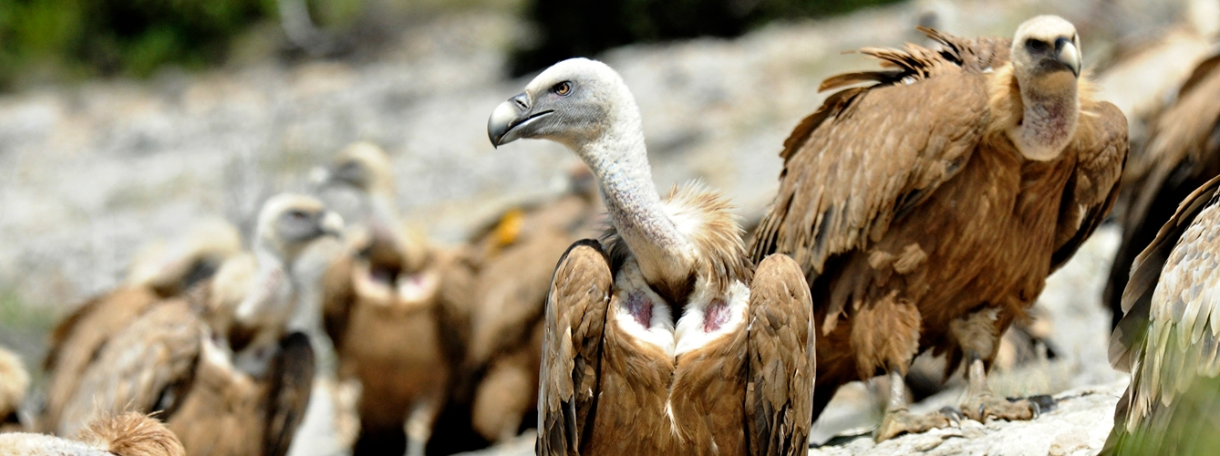 Aumentan las intoxicaciones por barbitúricos en aves carroñeras y mamíferos en España