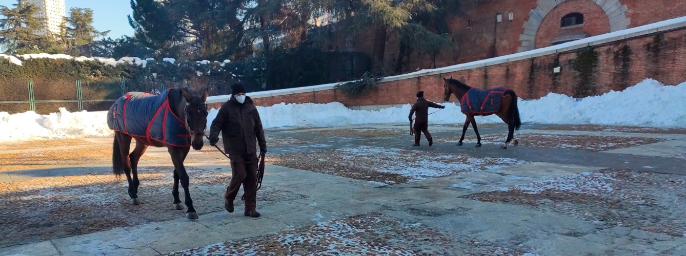 Frisón y Conde han sido los primeros caballos en estrenar la explanada sin nieve ni hielo, tras el paso de Filomena.