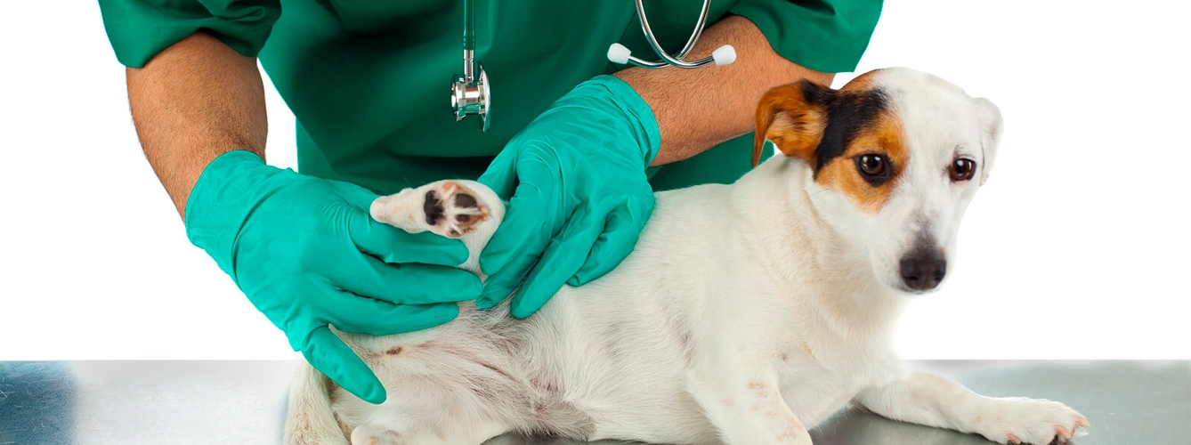 El cannabidiol mejora la calidad de vida de los perros con artritis.