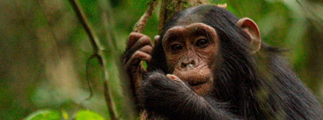 Amina, una chimpancé hembra de 6 años, fue infectada con un virus que pudo haber matado a su madre durante un brote de 2017 en Ngogo en el Bosque Nacional Kibale en Uganda. Jeremy Clift.