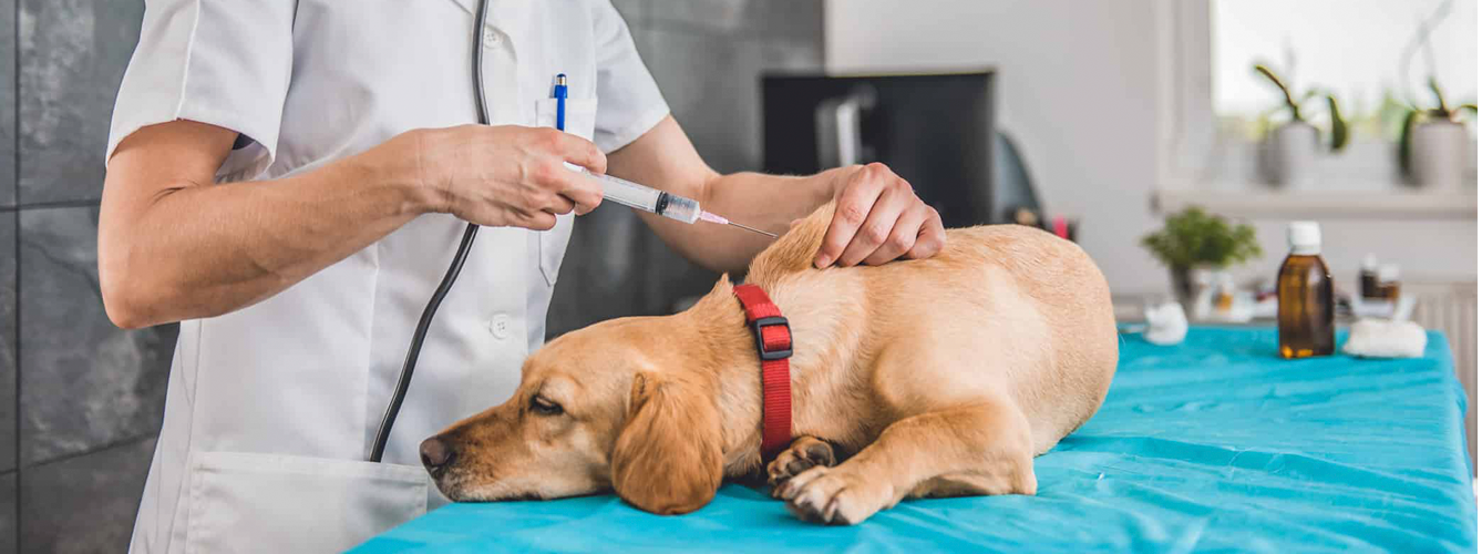Los colegios de veterinarios de España se han pronunciado sobre la importancia de la vacunación para prevenir la rabia.