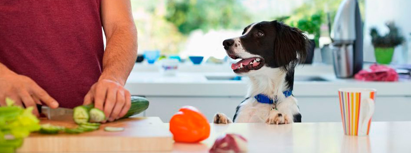 Veterinarios advierten de los peligros de las dietas veganas para perros y gatos.