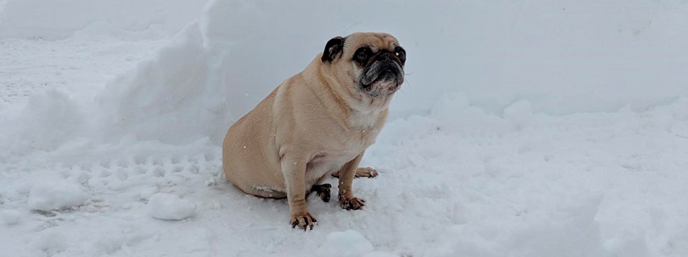 Los eventos climáticos extremos de frío y calor afectan especialmente a los perros de razas braquicéfalas.