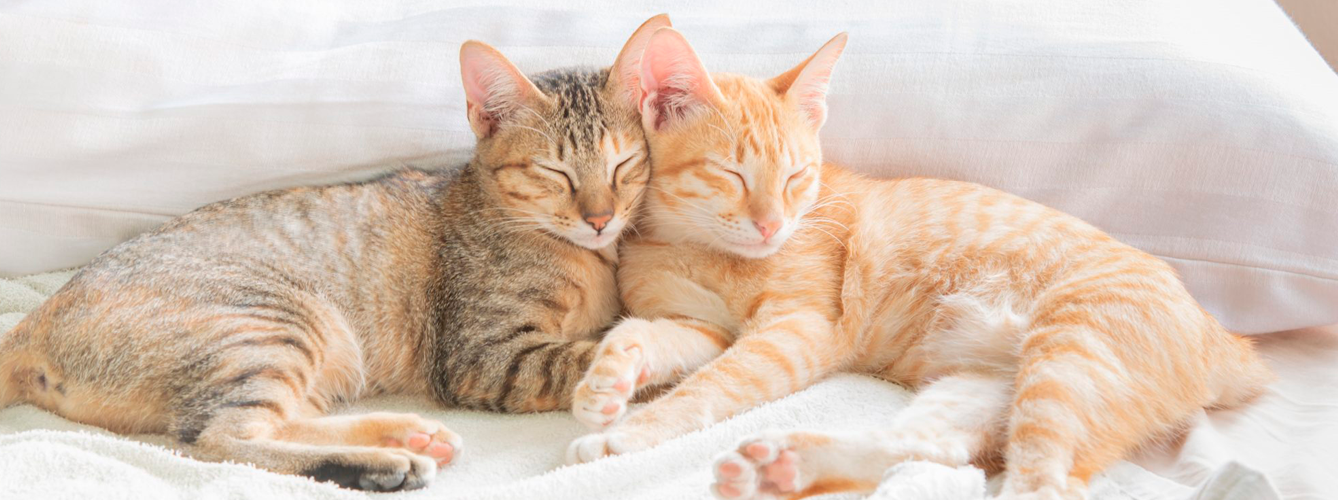 Proporcionar un entorno adecuado y enriquecido ayuda a mejorar el bienestar animal en hogares con varios gatos.