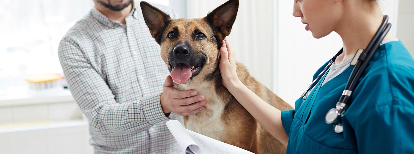 Colvema apunta que el veterinario es el único profesional capacitado para garantizar la salud y el bienestar de los animales.