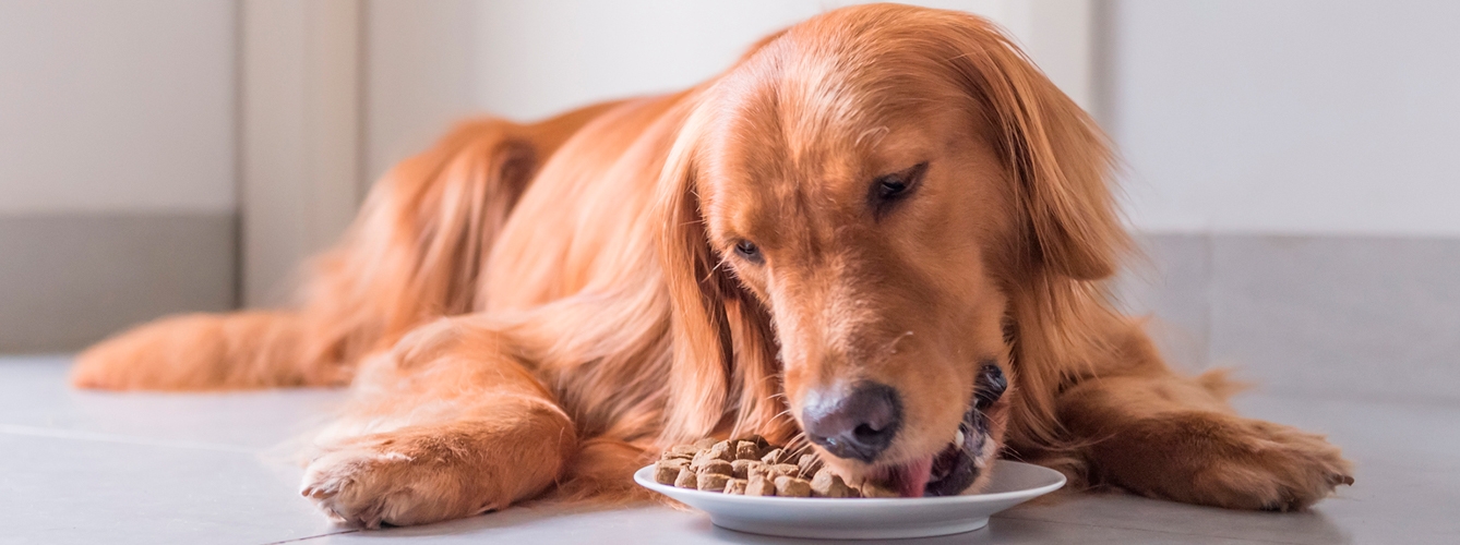 Concluyen que no hay evidencia científica definitiva que relacione el consumo de alimentos ‘grain free’ con el desarrollo de la cardiomiopatía dilatada en los perros.