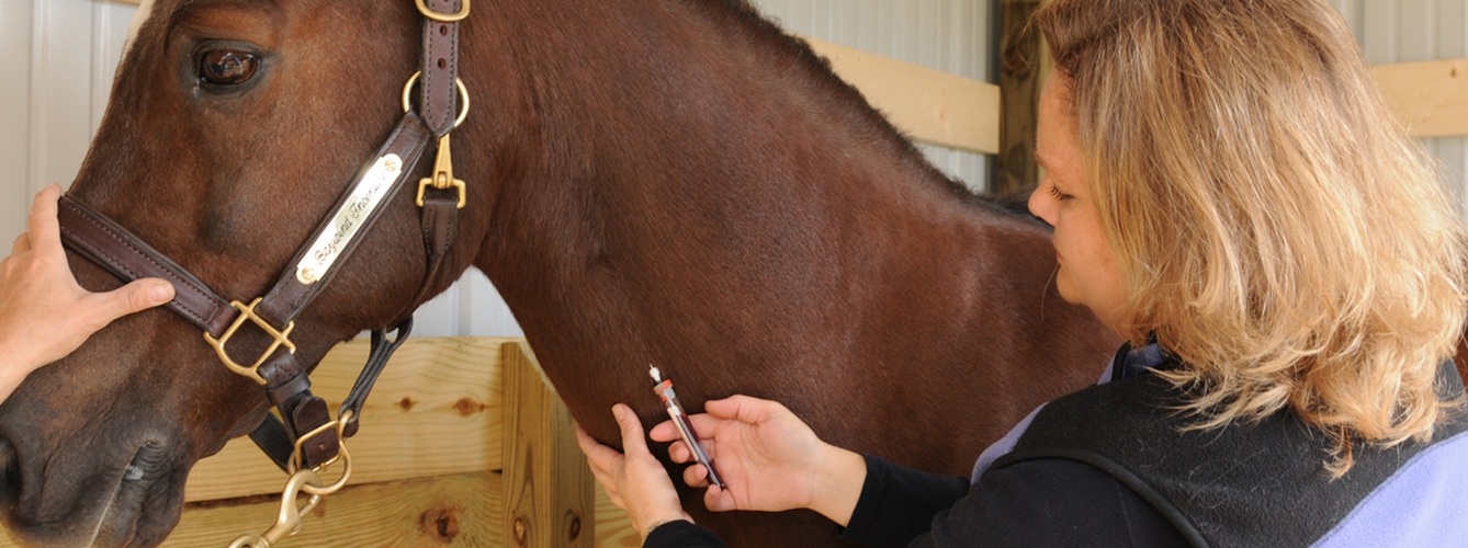 Los veterinarios analizaron 495 caballos reproductores y deportivos en España.