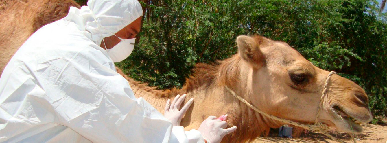 Los investigadores estudiaron a todo el rebaño de camélidos en el que detectaron al animal positivo a tuberculosis.
