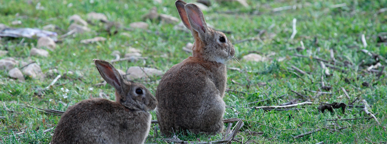 Según señala la IUCN, a partir de 2010 una nueva variante de la fiebre hemorrágica del conejo se extendió causando “disminuciones poblacionales masivas”.