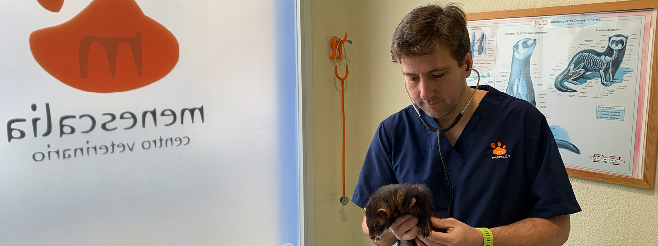 El veterinario valenciano Jacobo Giner junto con el hurón diagnosticado.