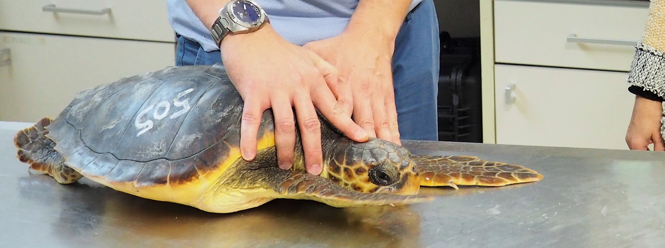 Los científicos apuntan que la embolia gaseosa puede ser una amenaza para todas las especies de tortugas marinas a nivel mundial.