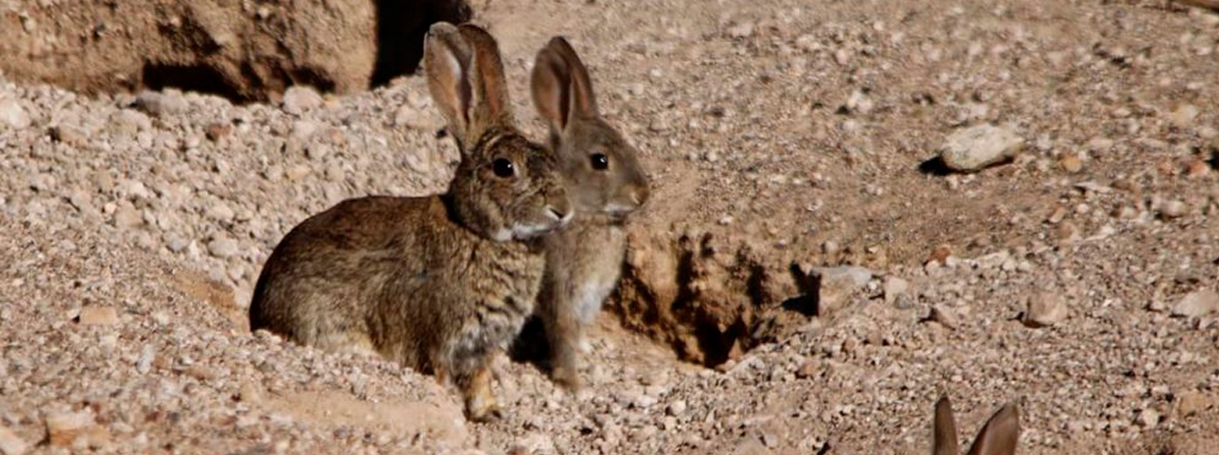 Los conejos y las liebres pueden desempeñar un papel importante en el ciclo selvático de algunas especies zoonósicas de Rickettsia.
