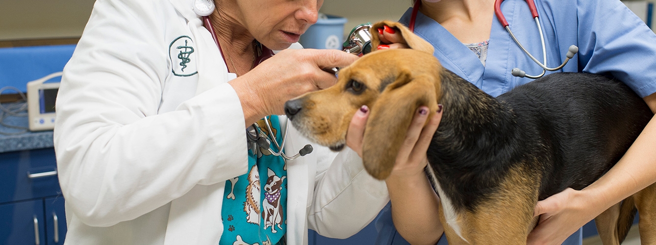 El uso de ectoparasiticidas veterinarios en animales de compañía ha crecido en los últimos años.