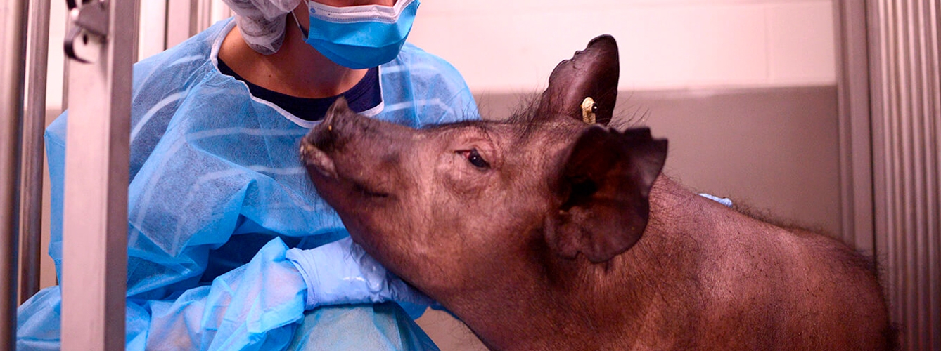 UE tranquiliza: La transmisión de gripe porcina animal-humano no es común