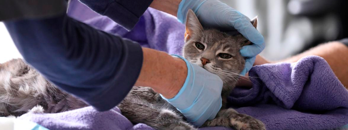 Los investigadores encontraron anticuerpos de Covid-19 en el 3,95% de los 152 gatos a los que realizaron pruebas serológicas.