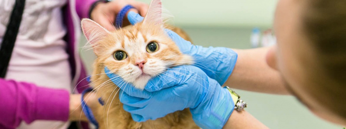 El veterinario que atendió al gato infectado con Lyssavirus del murciélago del Cáucaso occidental ha dado positivo.