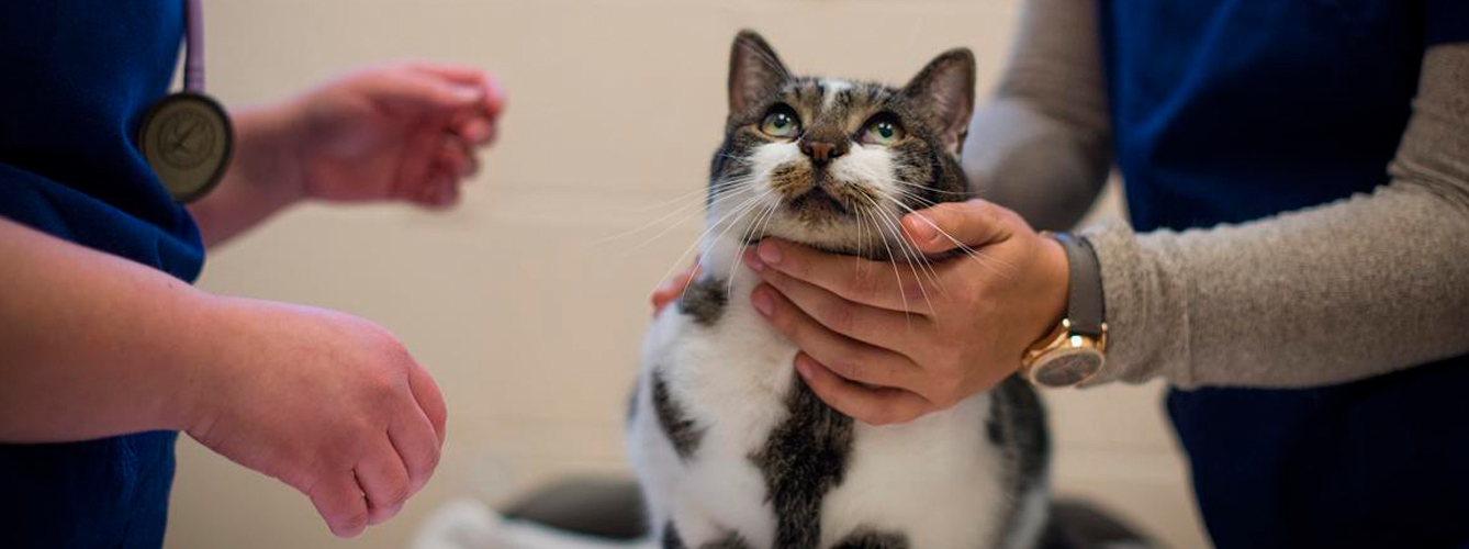 El gato murió a causa de una infección por Lyssavirus del murciélago del Cáucaso occidental, nunca antes detectada fuera del Cáucaso.