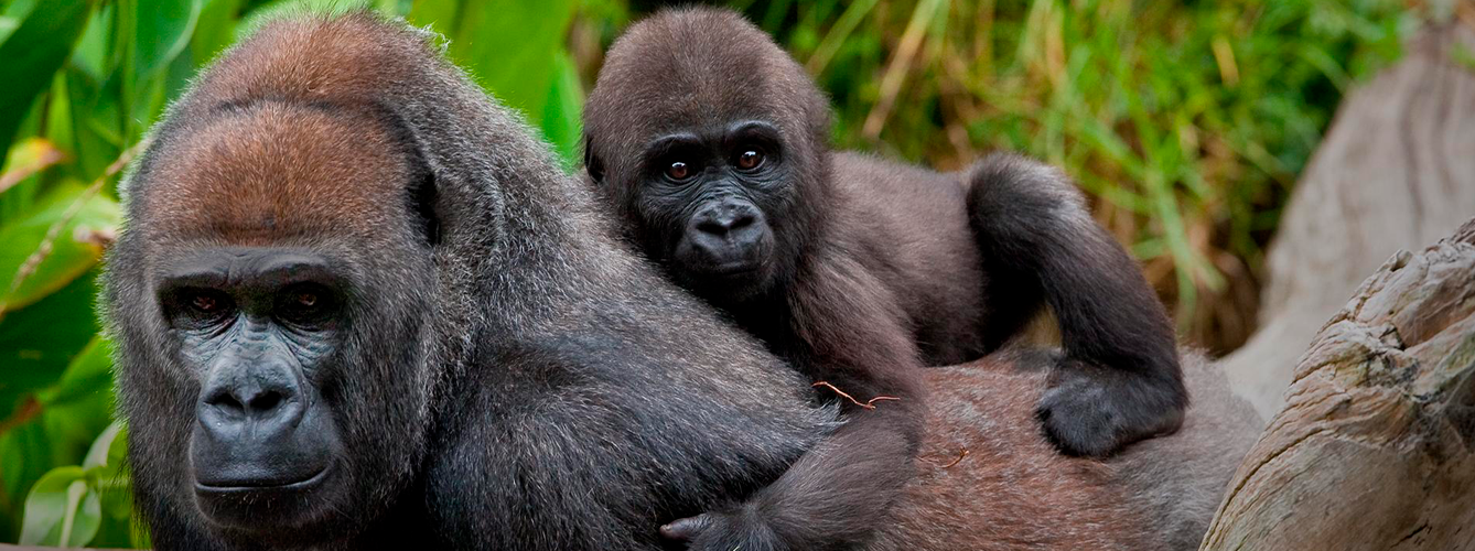 Imagen de los gorilas del San Diego Zoo Safari Park.