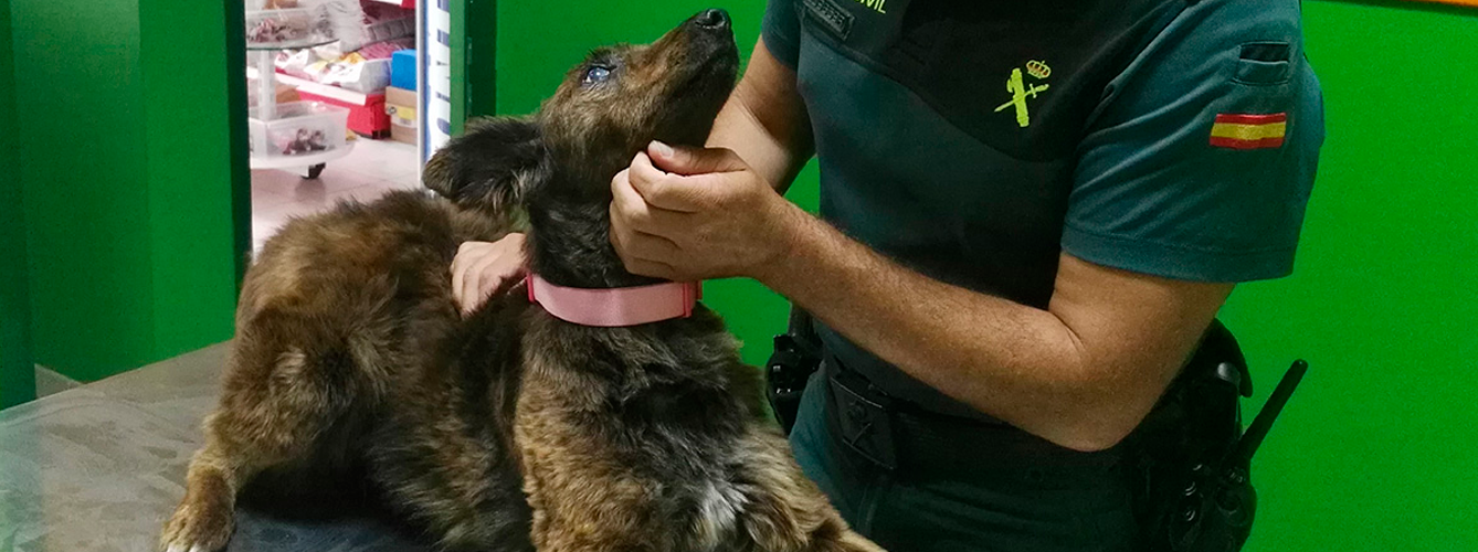 Imagen de archivo, Guardia Civil con un perro en una clínica veterinaria.