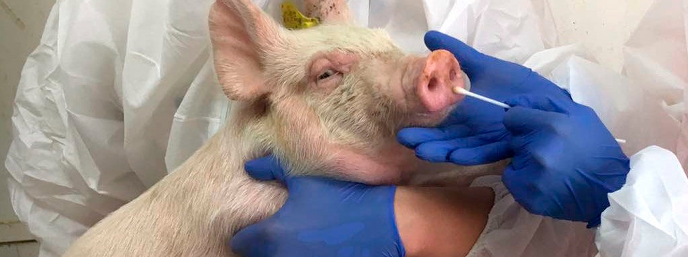 En los hisopos tomados a cerdos se ha detectado un fuerte aumento de la cepa G4 con potencial zoonósico.