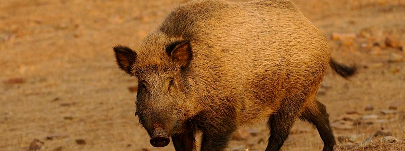 El hongo con potencial zoonósico ha sido encontrado en el 23% de los cerdos ibéricos y en el 2% de los jabalíes analizados.