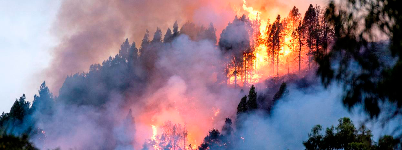 El mundo rural y la ganadería claves en la mitigación de incendios forestales