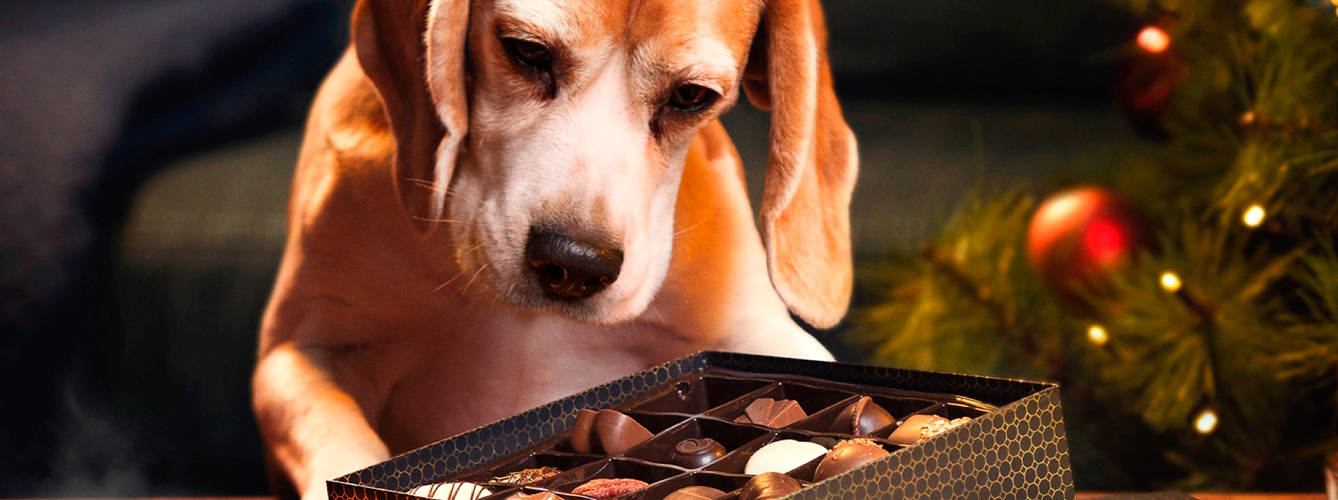 El chocolate fue el principal peligro comestible para los perros en Navidad.