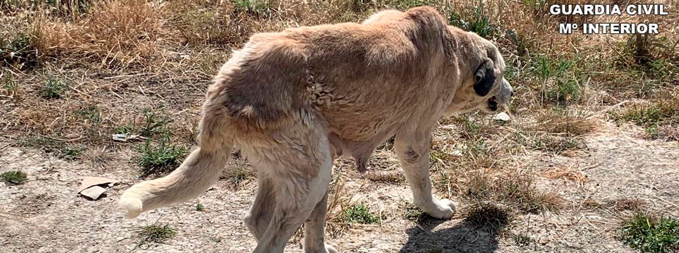 La Guardia Civil encontró una perra, de raza mastín, moribunda, con heridas y laceraciones en la piel.