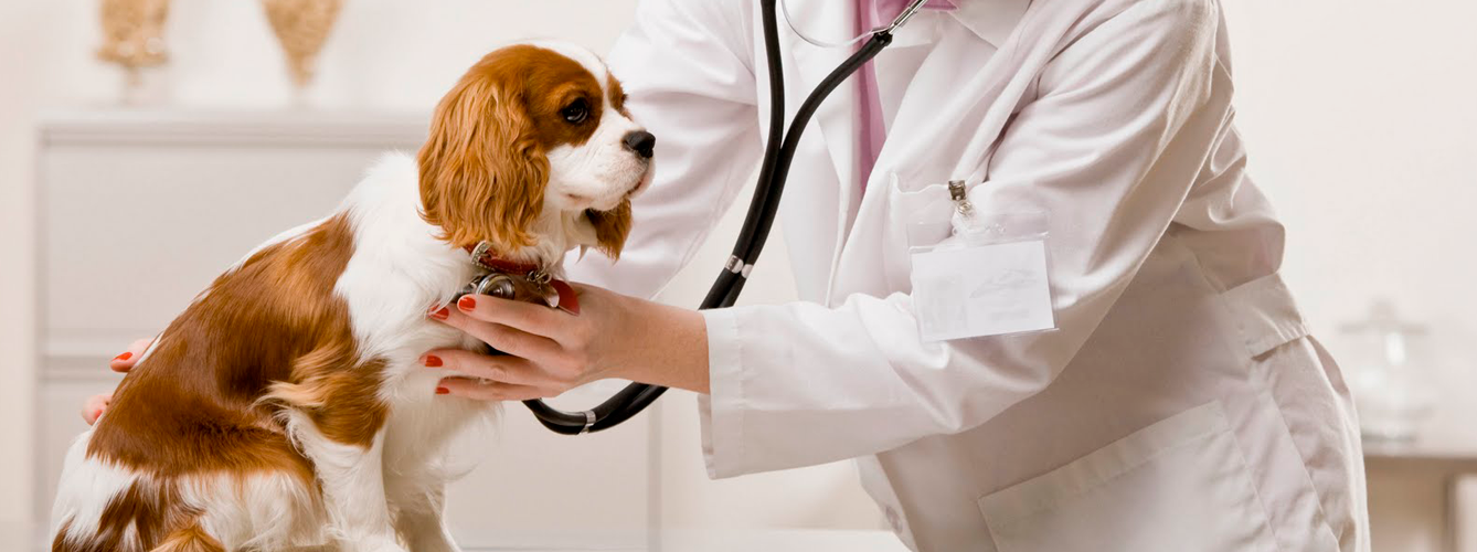 El precio del veterinario registró en julio de 2020 casi un 1% de incremento respecto al mismo mes del año anterior.