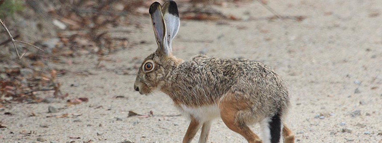 Un estudio ha demostrado que el virus recombinante puede infectar y causar mixomatosis de manera efectiva en conejos salvajes y domésticos.