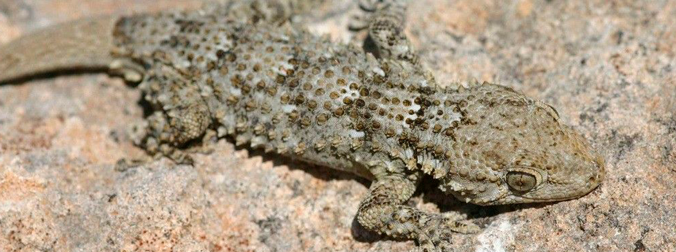 Se detectó Leishmania en varias especies de lagartos como T. mauritanica.