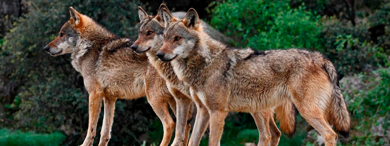 El estudio respalda el posible papel de los lobos como importante reservorio del adenovirus canino tipo 1.
