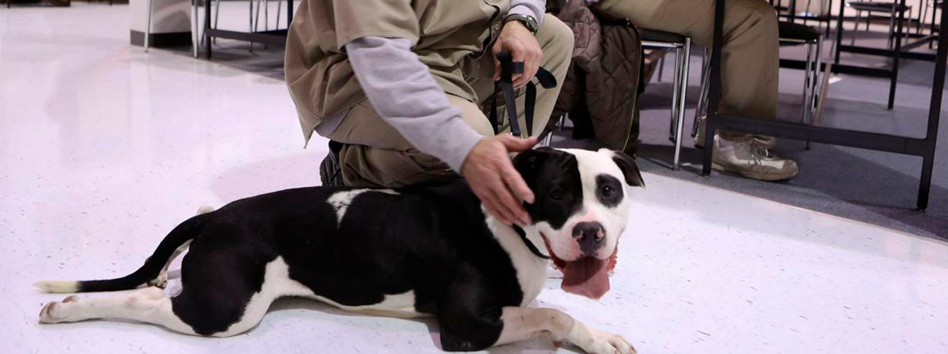 La Secretaría General de Instituciones Penitenciarias ha firmado dos convenios en los que se contemplan las terapias con animales.