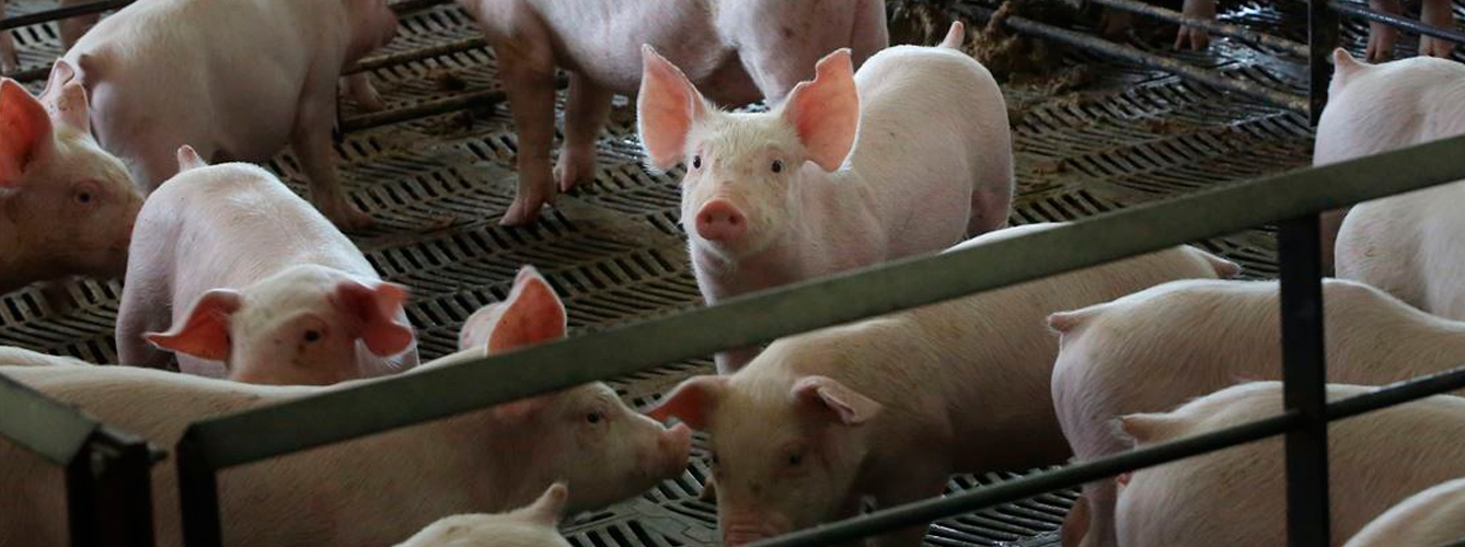 En España, la enfermedad de Aujeszky está erradicada en cerdos domésticos, pero sí está presente en el jabalí, lo que conlleva un riesgo importante de reinfección de la cabaña porcina doméstica. 