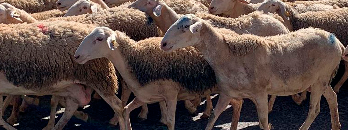 Todas las comunidades autónomas españolas ya son oficialmente indemnes a la brucelosis ovina y caprina.
