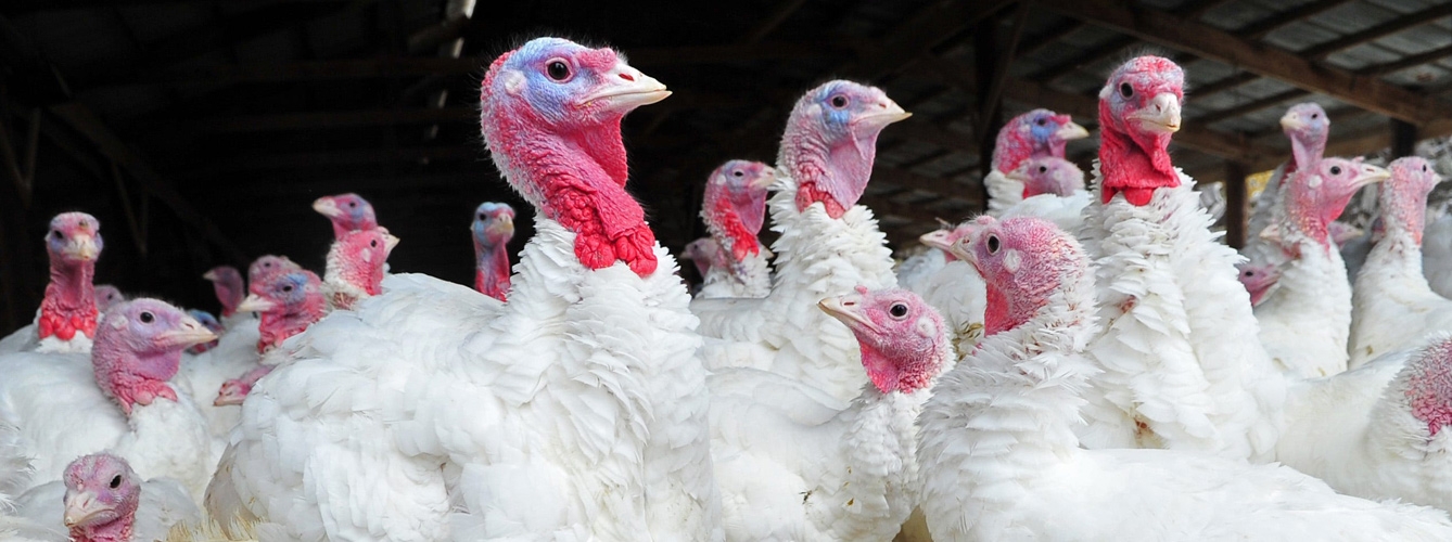 El foco de gripe aviar se ha producido en una granja de pavos.