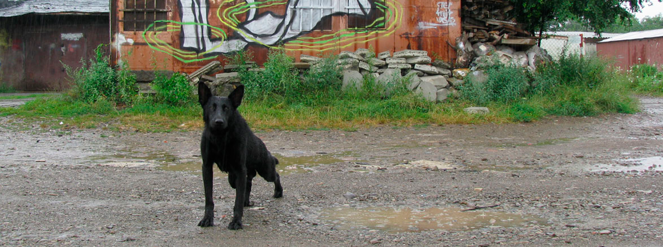 Imagen de un perro abandonado en Ucrania.