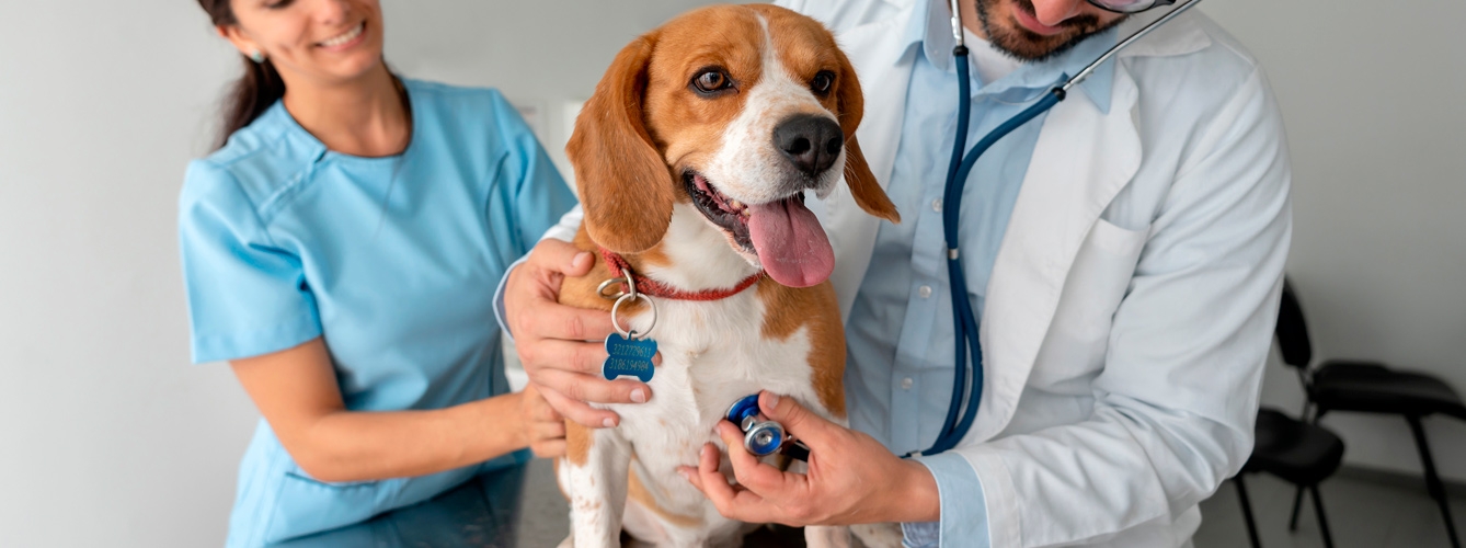 Recomiendan acudir frecuentemente al veterinario para detectar y prevenir patologías cardiacas en los perros.