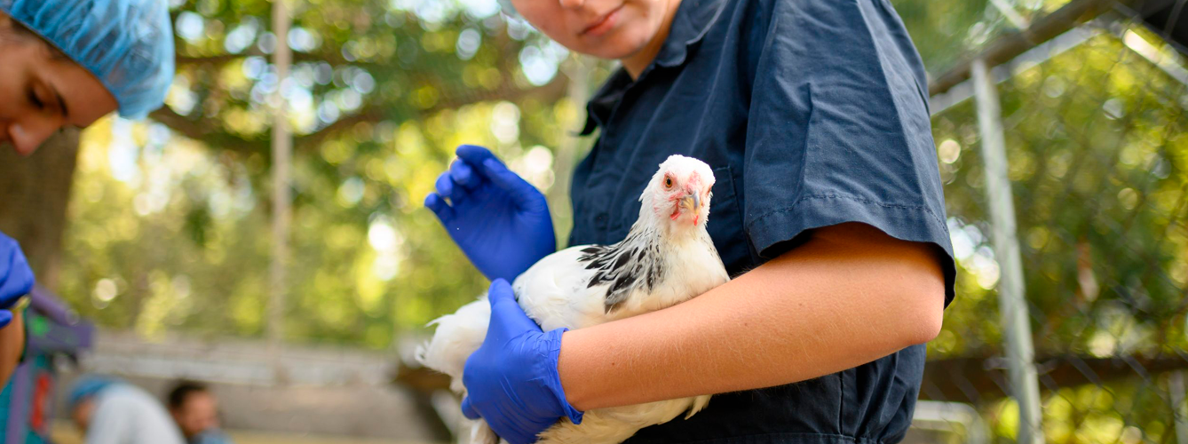 Existe un vínculo importante entre los microbios intestinales y la infección por el virus de la gripe aviar en los pollos.