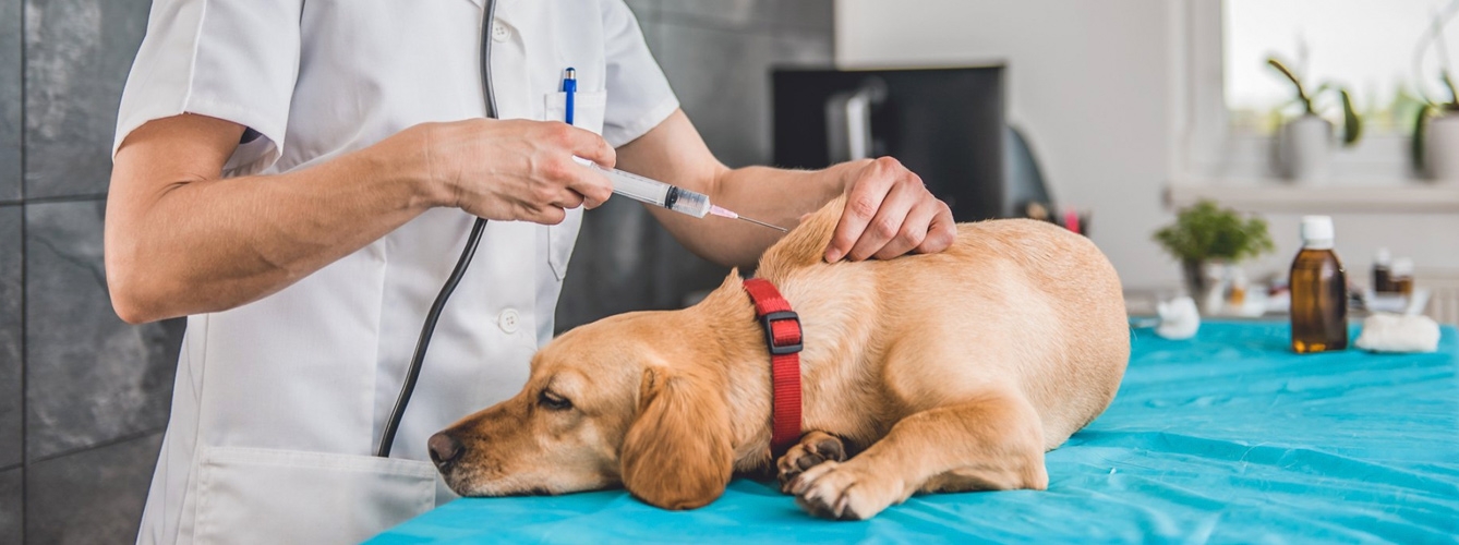 Proponen la vacunación nacional contra la leishmaniosis canina