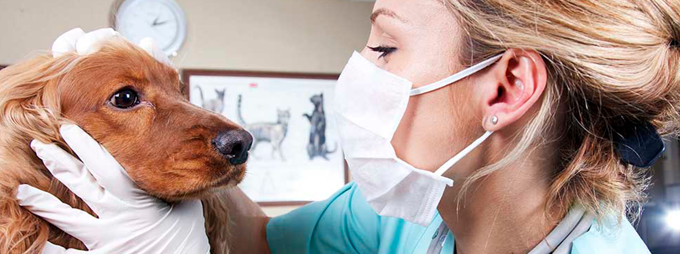 ¿Puede un veterinario rechazar a la mascota de un propietario con coronavirus?