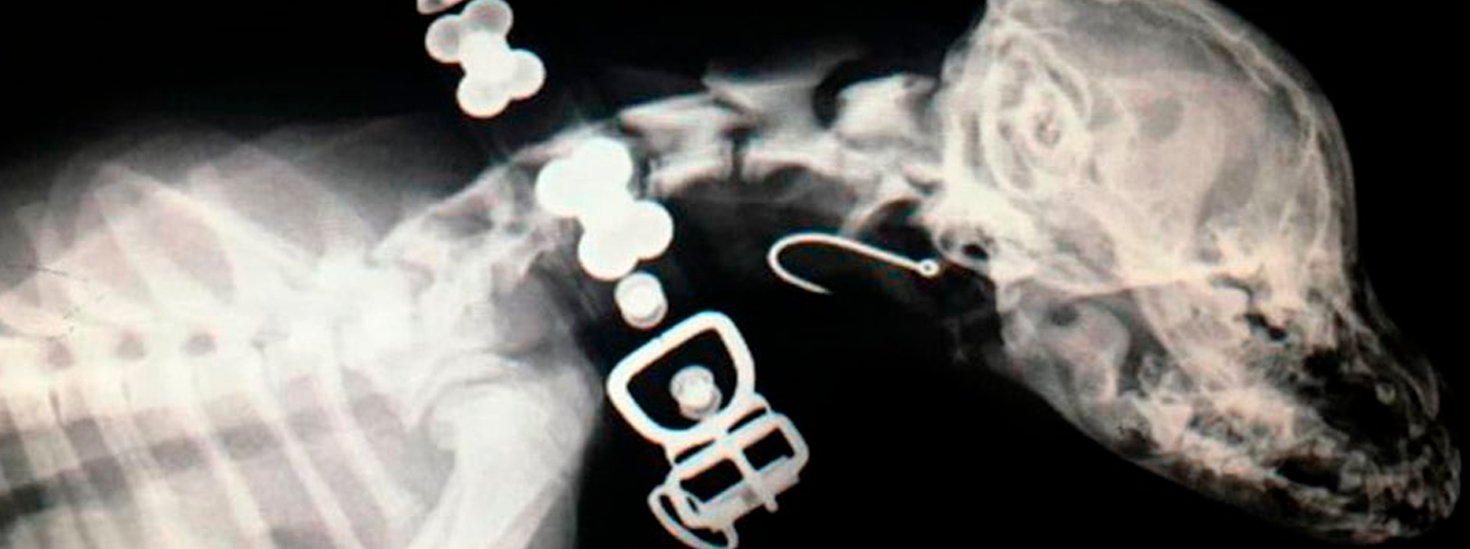 Imagen de la radiografía donde se aprecia el anzuelo alojado en el perro.