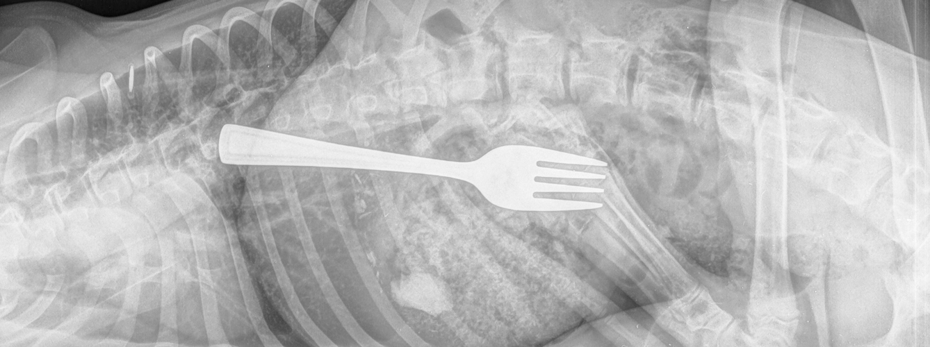 Imagen de la radiografía donde se aprecia el tenedor alojado en el interior del animal.