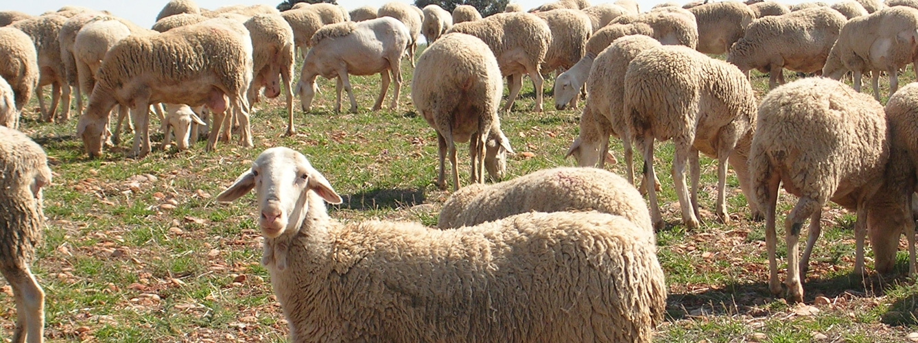 Ejemplares de raza ovina manchega. El scrapie o tembladera afecta a ovejas y cabras.